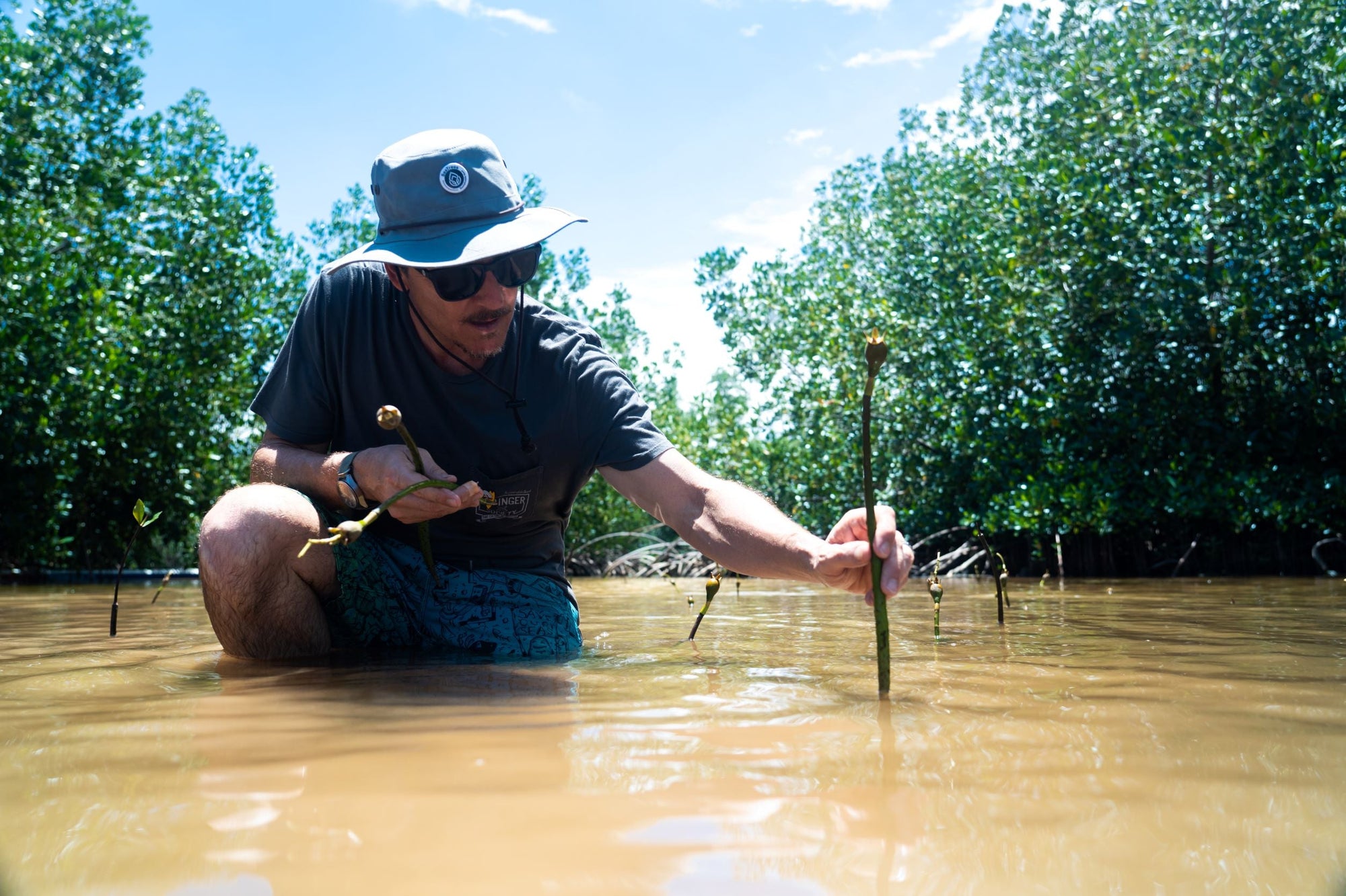 SeaTrees planting mangrove trees in Indonesia